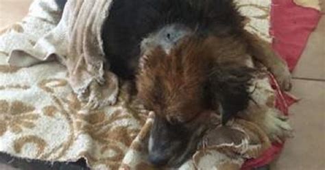 Cane Viene Sepolto Vivo Perch Ripudiato Dalla Sua Stessa Famiglia