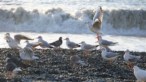 Birds Seagulls Pigeons Free Photo On Pixabay Pixabay