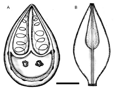 Schematic Representation Of Mature Spores Of Myxobolus Olivei Rai Sp
