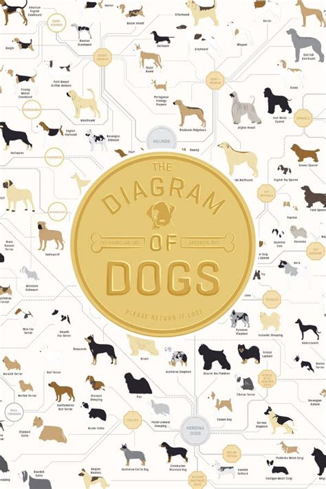 The Diagram of Dogs | Nicest dog breeds, Dog breeds, Pet chickens