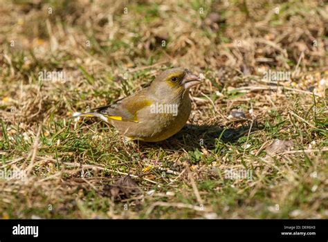 Nutrimento Di Greenfinch Immagini E Fotografie Stock Ad Alta