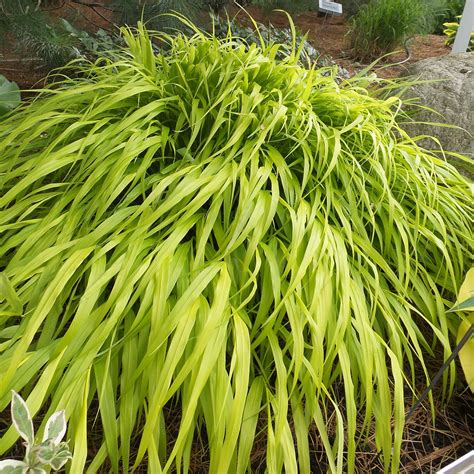 Hakonechloa All Gold Buy Hakone Grass Perennials Online