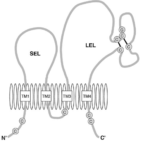 Structure Of Cd81 Cytoplasmic Cysteines C Are Sites Of Download Scientific Diagram