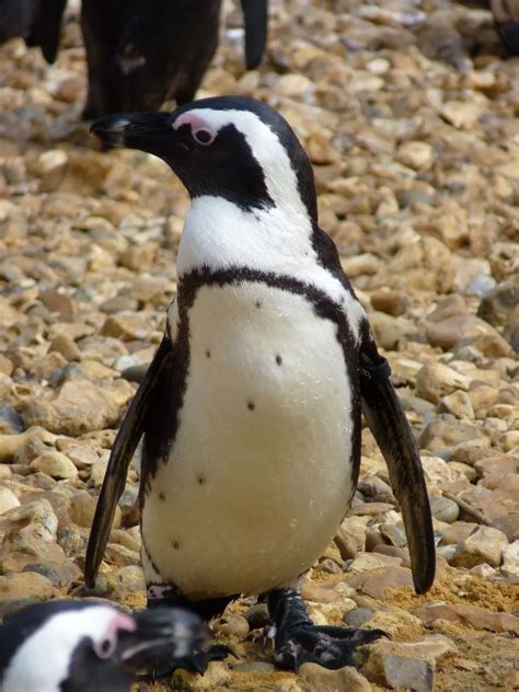 Penguins at Birdworld Farnham - Surrey Live