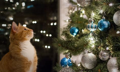 How To Keep Cats Away From Your Christmas Tree Zoetis Petcare