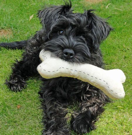 schnauzer tails ideas schnauzer giant schnauzer mini schnauzer