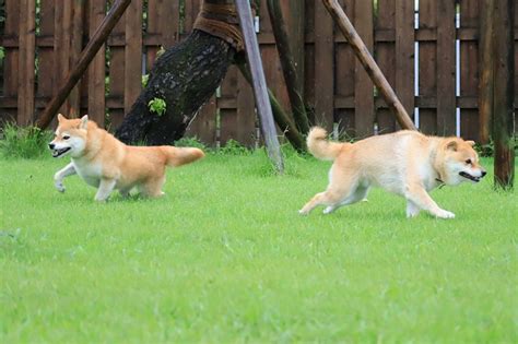 雨の1日でした｜宮崎のドッグランはdogrun Sol