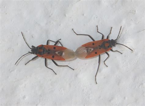 Cretan Seed Bug From Livadas Griechenland On April At