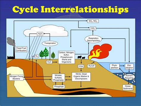 Ppt Biogeochemical Cycles Powerpoint Presentation Free Download Id 1780702