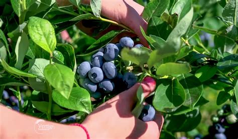 Proizvodnja Borovnice U Holandiji Agro Saveti