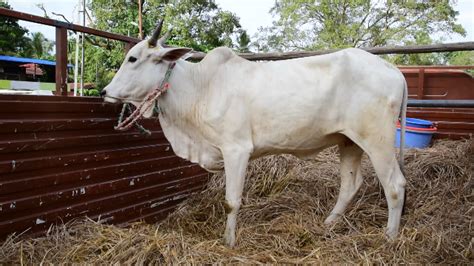 Ongole Cattle: All You Need To Know About This Breed With Disease Resistance & High Milk Production