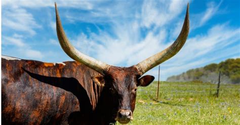 10 Animals with the Biggest Horns in the World - IMP WORLD