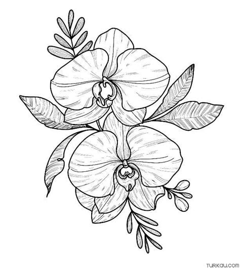 Black Orchid Coloring Page