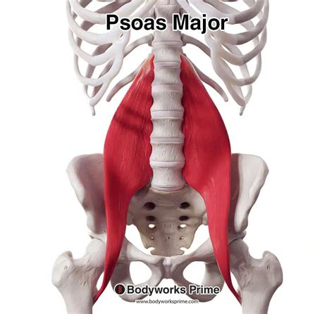 Psoas Major Muscle Anatomy - Bodyworks Prime