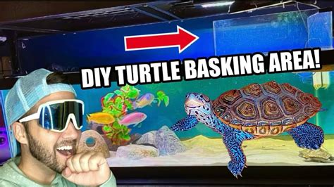 How To Build A Diy Turtle Basking Area Youtube