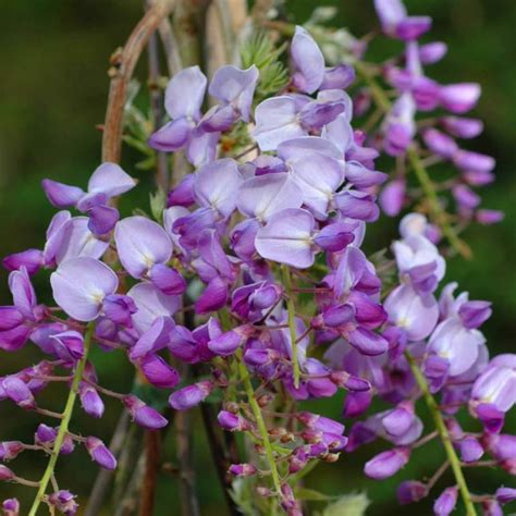 Wisteria Glicynia chińska CAROLINE WISTERIE KRZEWY OZDOBNE