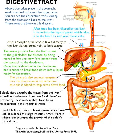 Digestive System Diagram Including Small Organs A Well Label