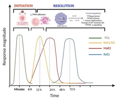 Ijms Free Full Text Involvement Of Inflammation And Its Resolution