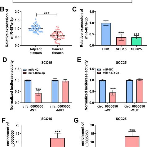 Circ 0005050 Functioned As A Sponge Of MiR 487a 3p In OSCC Cells A