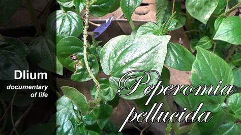 Pepper Elder Peperomia Pellucida Part Youtube