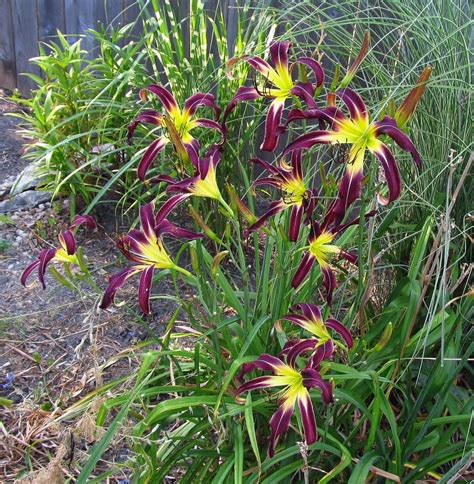 Daylily Hemerocallis Black Passion In The Daylilies Database