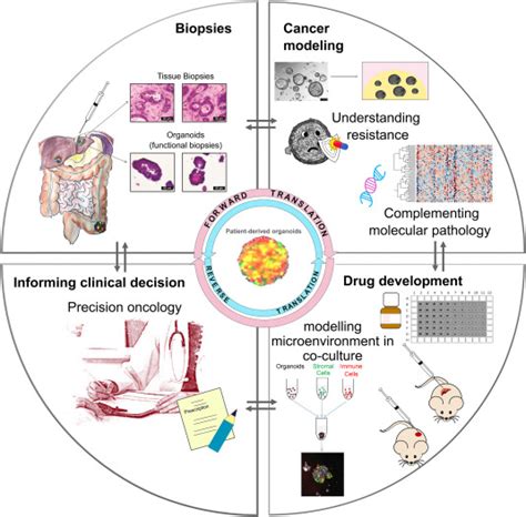 Patient Derived Organoids Promises Hurdles And Potential Clinical