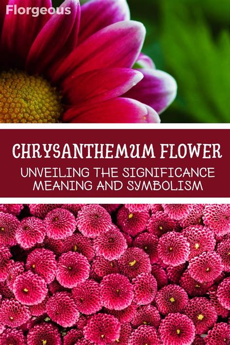 The Meaning And Symbolism Of Chrysanthemum Flowers