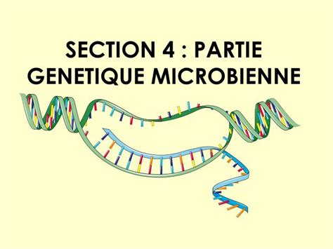 PPT SECTION 4 PARTIE GENETIQUE MICROBIENNE PowerPoint Presentation