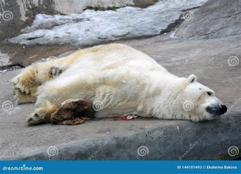 Big White Bear Sleeping, Grey Stone Background. Stock Image - Image of ...