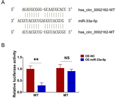 A Designed Sequences Between Hsa Circ 0002162 WT MT And MiR 33a 5p B