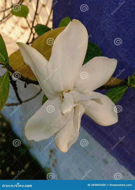 Cape Jasmine Plant in the Garden or Park Stock Photo - Image of lily
