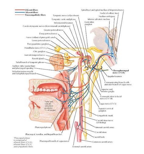 Glossopharyngeal Nerve CN IX Schema Anatomy Glossopharyngeal Nerve