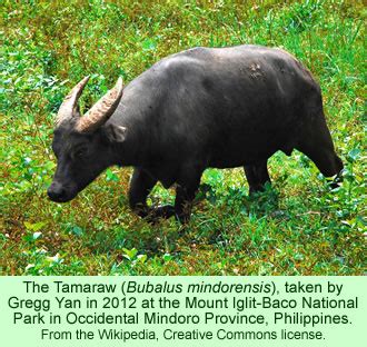 The Tamaraw and the Buid | Peaceful Societies