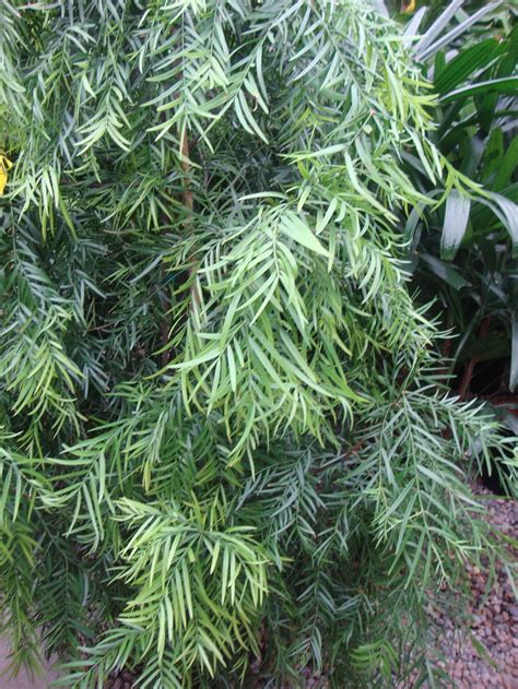 Weeping Podocarpus Afrocarpus Gracilior In The Plant Id Forum