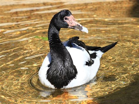 Magpie Goose | Alexandria Zoo