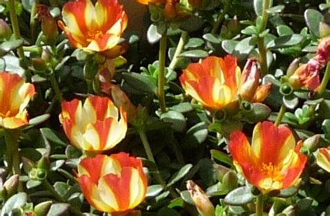 Purslane Portulaca Our Plants Kaw Valley Greenhouses