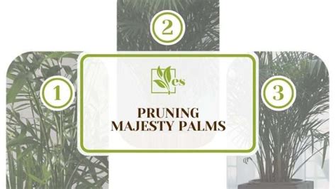 Pruning Majesty Palms Get Clean Plants In 10 Easy Steps