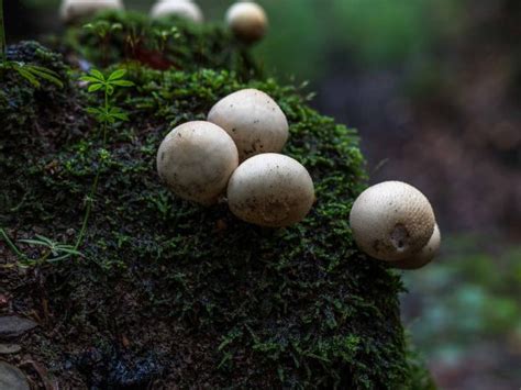 Puffball Lycoperdon Perlatum Recipe Gone N