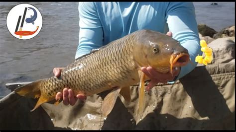 How To Catch Lots Of Carp With Circle Hooks And Corn Youtube