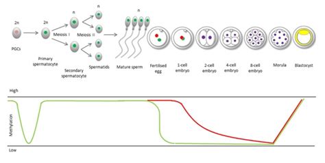 Sperm Dna Methylation Infertility And Transgenerational Epigenetics