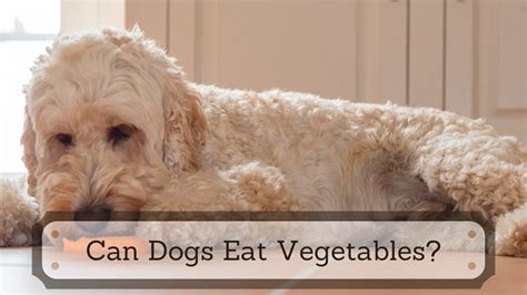 Can Dogs Eat Vegetables Find Out The Answer And Why Here