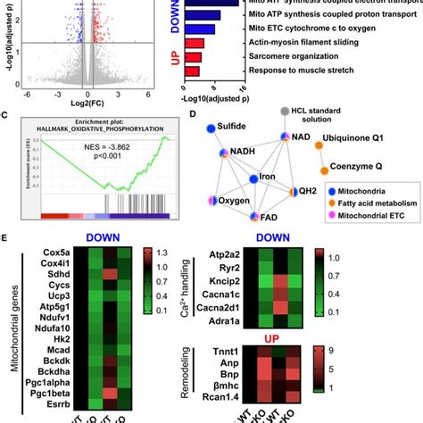 Cardiomyocyte Specific Silencing Of Brd Bromodomain Containing