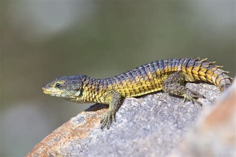 A List Of Different Types Of Lizards With Facts And Pictures Animal Sake