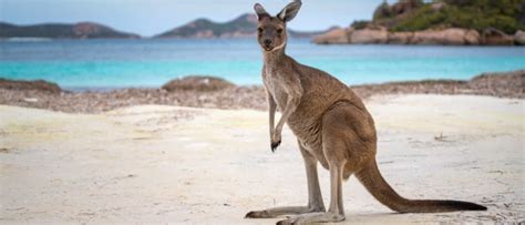 Kangaroo - A-Z Animals