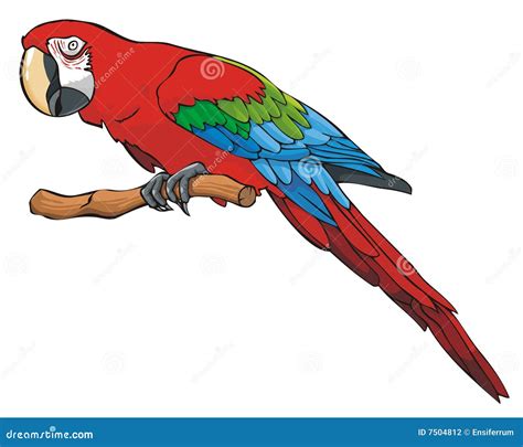 Bright Colored Parrot Stock Vector Illustration Of Crest 7504812