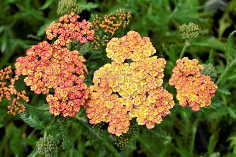 Achillea millefolium Tricolor Rainbow Serie řebříček tzv