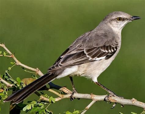 World Beautiful Birds Northern Mockingbird Interesting Facts And Latest Pictures