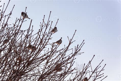 aves en un desnudo árbol en contra un azul cielo 21698074 Foto de