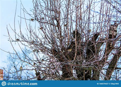 Oiseaux Sur Des Moineaux D Arbre Sur Un Arbre Sans Feuilles Arbre Image