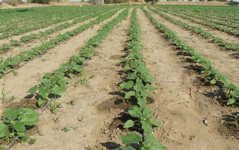 Techniques D Conomie De L Eau D Irrigation La Parcelle Aspersion Et